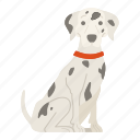dalmatian, dog, puppy, breed, pet, doggy, dog breeds, paw, dog day