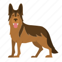 german shepherd, dog, puppy, breed, pet, animal, doggy, dog breeds, paw