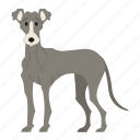 greyhound, dog, puppy, breed, pet, doggy, dog breeds, paw, dog day