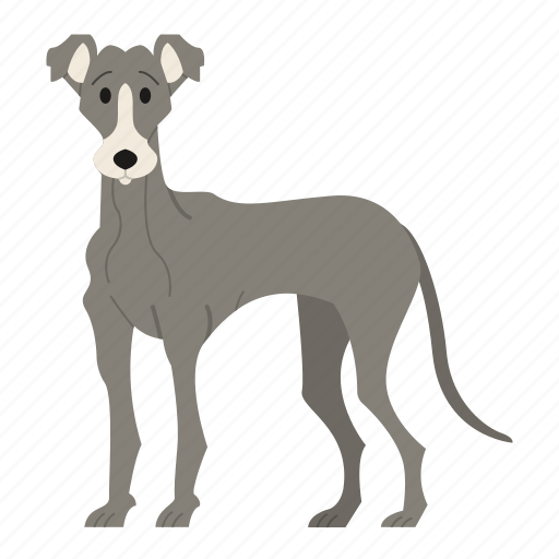 Greyhound, dog, puppy, breed, pet, doggy, dog breeds icon - Download on Iconfinder