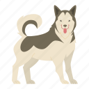 malamute, dog, puppy, breed, pet, animal, doggy, dog breeds, paw