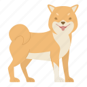 shiba inu, dog, puppy, breed, pet, animal, doggy, dog breeds, paw