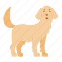 golden, retriever, golden retriever, dog, puppy, breed, pet, dog breeds, paw
