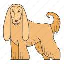 afghan hound, dog, breed, pet, canine, mammal, dog breeds, paw, woof