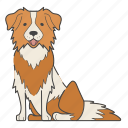 collie, border collie, dog, puppy, breed, pet, doggy, paw, national dog day