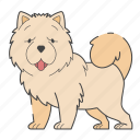 dog, puppy, puppies, breed, dog lovers, doggy, dog breeds, paw, chow chow