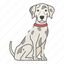 dalmatian, dog, puppy, breed, pet, cute, dog lovers, dog breeds, national dog day