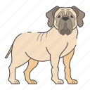 english mastiff, dog, pet, dog lovers, doggy, canine, dog breeds, paw, dog day