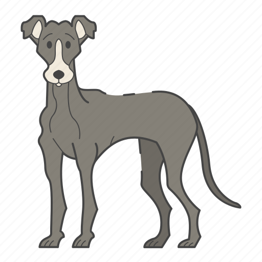 Greyhound, dog, puppy, breed, cute, dog lovers, canine icon - Download on Iconfinder