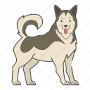 malamute, dog, puppy, puppies, breed, pet, doggy, dog breeds, paw