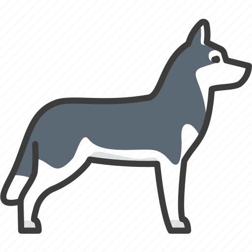 Siberian, husky, dog icon - Download on Iconfinder
