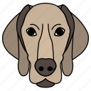 animal, breeds, hounddog, pet, rhodesian, ridgeback, south africa