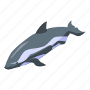 dolphin, orca
