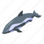 dolphin, orca 