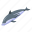 dolphin, aquatic, sea creature 