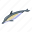 dolphin, sea animal 