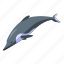 dolphin, porpise 