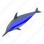 dolphin, bottlenose dolphin, sea animal 
