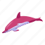 dolphin, pink dolphin 