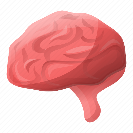 Anatomy, brain, cerebellum, human, medical icon - Download on Iconfinder