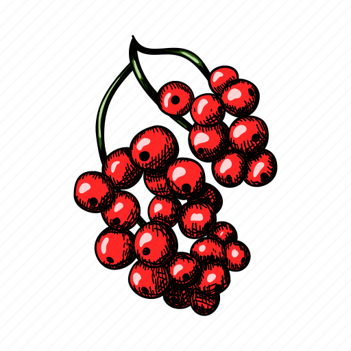 Currant, gooseberry, red, fruit, food, retro, vintage icon - Download on Iconfinder