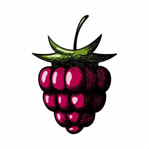 Raspberry, drupelet, bush, fruit, retro, vintage, draw icon - Download on Iconfinder