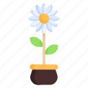 flower, daisy, floral, summer, chamomile, spring, blossom, plant
