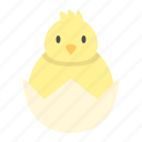 animal, bird, chicken, egg, farm