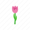 floral, flower, isometric, nature, pink, spring, tulip