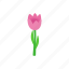 floral, flower, isometric, nature, pink, spring, tulip 