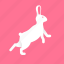 animal, bunny, easter, hare, rabbit 