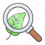 magnifier, leaves, glass, magnifying, analyzing, plant research 
