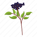 wild, elderberry, healthy, berry