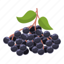 juicy, elderberry, ripe, healthy