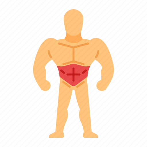 Abs, muscle, abdomen muscles, anatomy, training, bodybuilding, abdominal icon - Download on Iconfinder