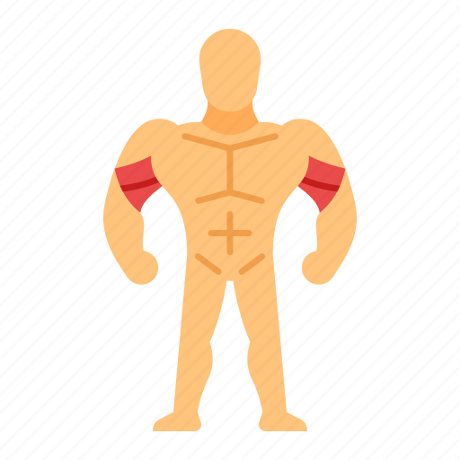 Biceps, muscle, anatomy, training, bodybuilder, bodybuilding, strength icon - Download on Iconfinder