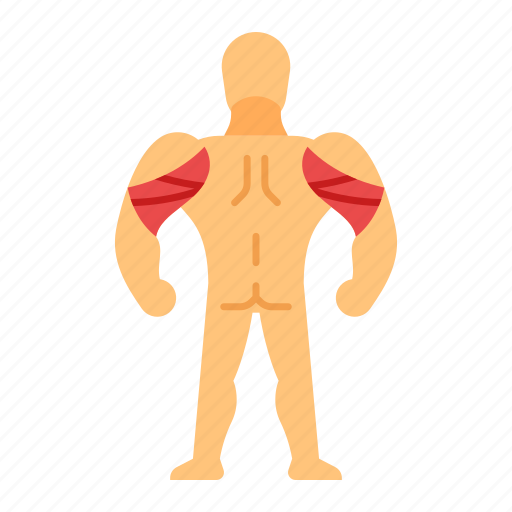 Triceps, muscle, bodybuilder, anatomy, training, bodybuilding, strength icon - Download on Iconfinder