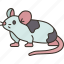 mouse, rodent, pest, domestic, animal 