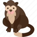 monkey, squirrel, primate, jungle, wildlife