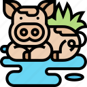 pig, livestock, domestic, husbandry, farming