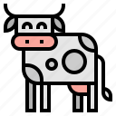 animal, cow