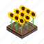 flower, green, grow, isometric, summer, sunflower, yellow 