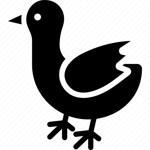 Bird, chicken, domestic bird, farm, poultry icon - Download on Iconfinder