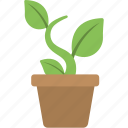 echeveria harmsii, home plant, indoor plant, pot plant, small plant 