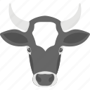 animal, cattle, cow head, dairy farming, livestock 