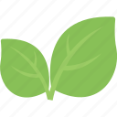 agriculture, greenery, growing plant, leaf branch, leaves 