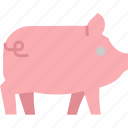 pig, pork, animal, farm, farming, livestock