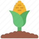 corn, plant, agriculture, farm, field