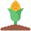 corn, plant, agriculture, farm, field 
