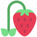 grow, strawberry, agriculture, farm, fruit